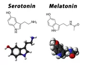 セロトニン・メラトニン