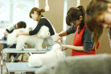 先輩トリマーたち