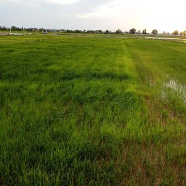 自社ファームによる肥料の実証実験