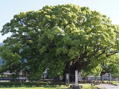 大クス天然記念物