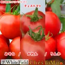収穫トマトの品種