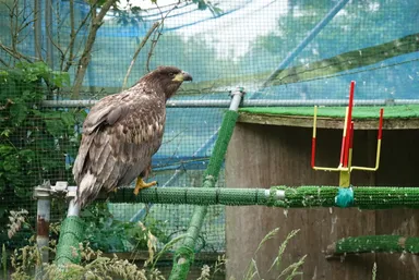 終生飼育個体を用いた感電防止器具の開発