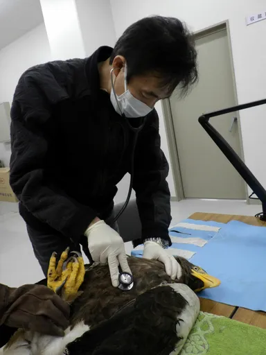 傷付いたオオワシの救護