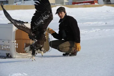 オオワシの野生復帰