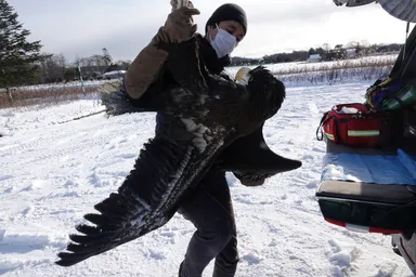 傷付いたオオワシの救護