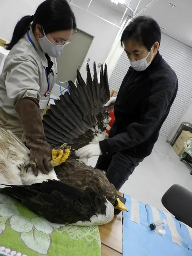 傷付いたオオワシの救護