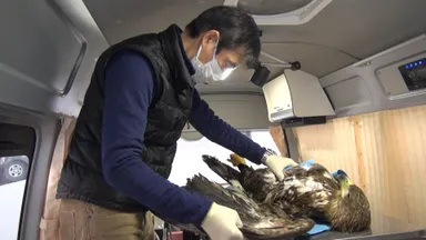 傷付いたオジロワシの救護