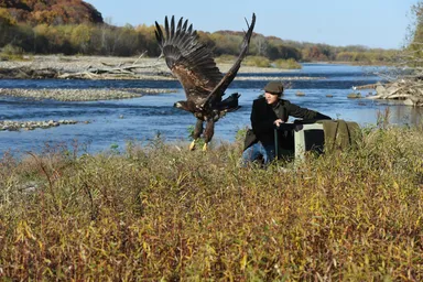 オジロワシの野生復帰