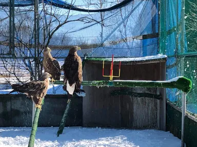 終生飼育個体を用いた感電防止器具の開発