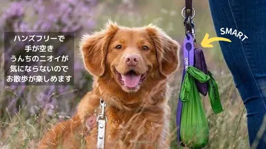 臭いを気にしないお散歩