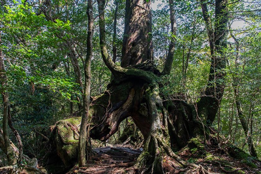知名度1位の世界遺産は「屋久島」！ 10%以下しか知られていない場所も？
～阪急交通社が日本の世界遺産に関する知名度調査結果を公開～