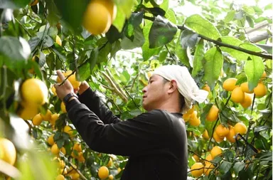 レモン生産者の未来を守るために