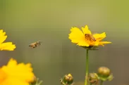 花粉をミツバチが採集