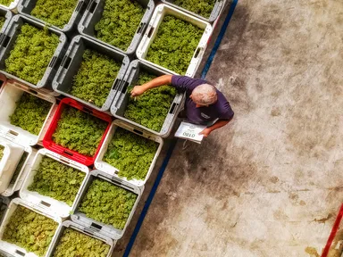 シャルドネ種の収穫