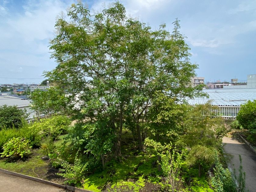 LL_img_294254_1.jpg?format=webp