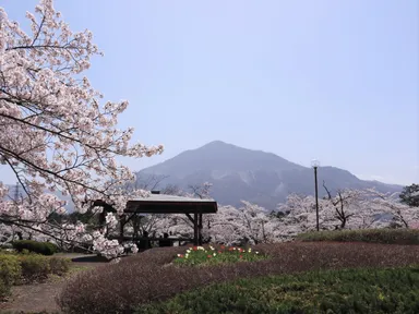 秩父地域の桜　イメージ(2)