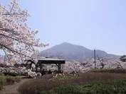秩父地域の桜　イメージ(2)