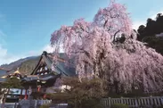 日蓮宗の総本山　身延山久遠寺のしだれ桜