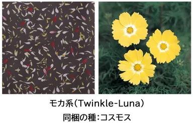 ベルメゾンオリジナル柄 モカ系