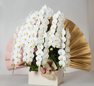 フォアス PREMIUM 7本立ち(白)