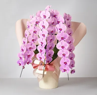 フォアス PREMIUM 3本立ち(ピンク)