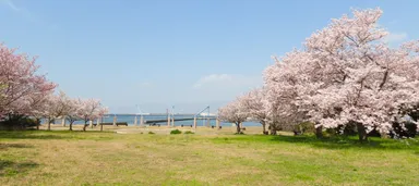 大阪北港マリーナの春の様子