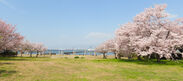 大阪北港マリーナの春の様子
