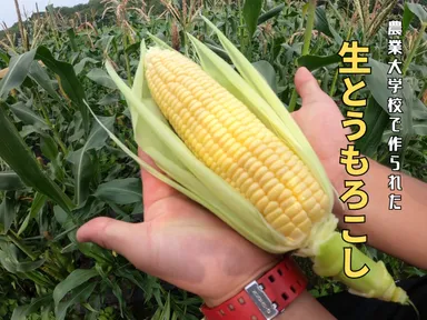 生とうもろこし