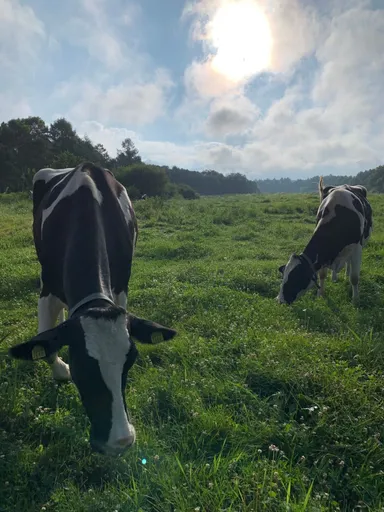 大学校の放牧牛