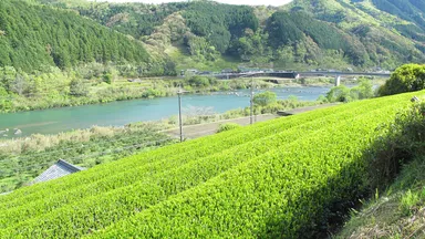 豊かな自然の高知県四万十町では、茶畑は四万十川沿いの急斜面にある