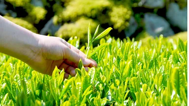 収穫はほとんど手摘みか手刈りのため、余計なものが入らず繊細な味の紅茶になる