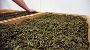 昔ながらの製法で茶葉を発酵させていく