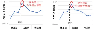図3：発毛時のマウス皮膚にて、CHI3-L1とCXCL5の分泌量が増加する