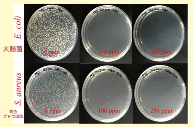 大腸菌と黄色ブドウ球菌とコロイダルシルバーをシャーレに入れた図