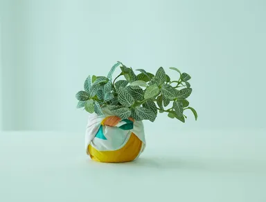 kenema+　イメージ_15