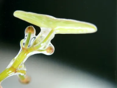 じゅんさい画像