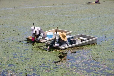 じゅんさい摘み取り風景