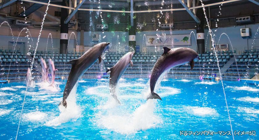 第31回ダヴィンチマスターズ フィールドプログラム
inマクセル アクアパーク品川
『海の生きものの生態と私たちが暮らす環境について考えよう』
