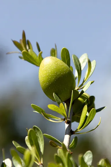 アルガンオイル