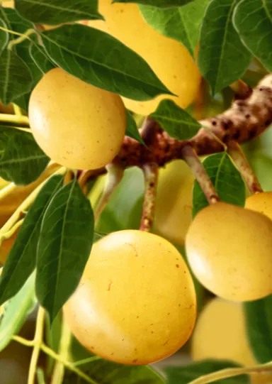 マルーラオイル