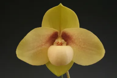 パフィオペディラム　ハンギアナム