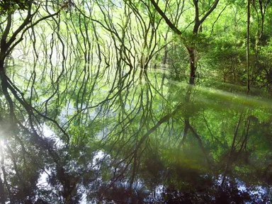 平戸いのししの森