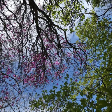 野生の珍しいツツジ