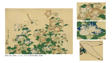葛飾北斎「桔梗にとんぼ」すみだ北斎美術館蔵(後期)