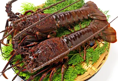 房州産天然活イセエビ