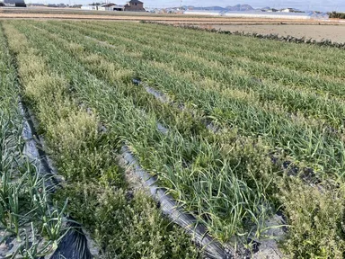 高知原産のにんにく葉