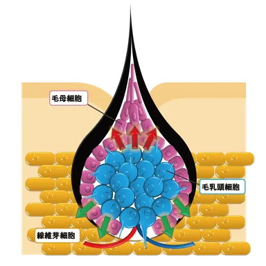 毛乳頭細胞活性化機構
