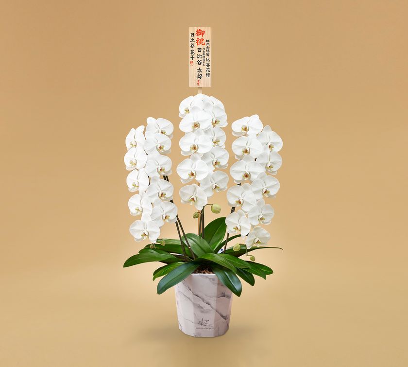 日比谷花壇オリジナルの大理石調デザイン
資源として再利用可能な紙製の鉢
「e-pot(エポット)」入りの
3本立ち胡蝶蘭の注文受付を2月16日(水)から開始
〜売り上げの一部を日本自然保護協会に寄付〜