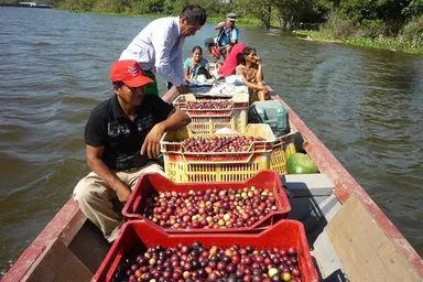 アマゾン川支流域の栽培地では船を使って運送します。