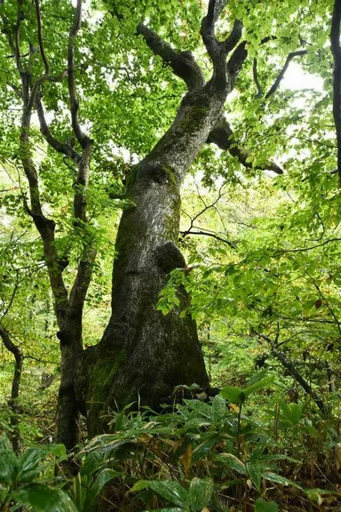 森の中にある樹木ミズナラ
